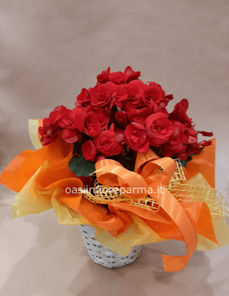 Begonia con cesto